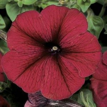 Petunia 'Madness Burgundy'