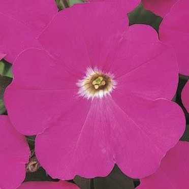 Petunia 'Madness Carmine'