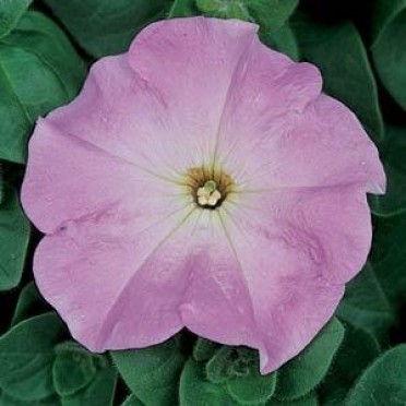 Petunia 'Madness Lilac'