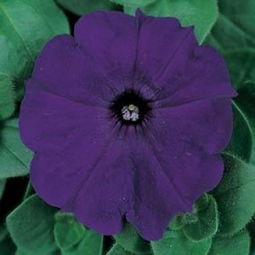 Petunia 'Madness Midnight'