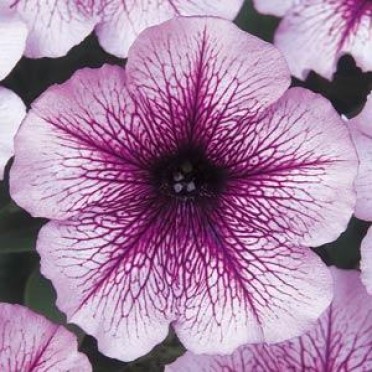 Petunia 'Madness Orchid'