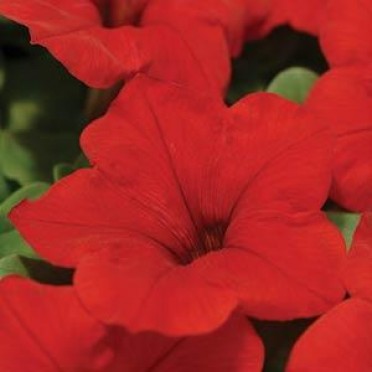 Petunia 'Madness Red'