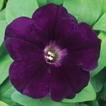 Petunia 'Madness Royal'