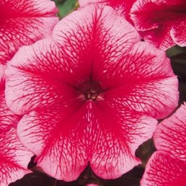 Petunia 'Madness Summer'