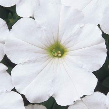 Petunia 'Madness White'