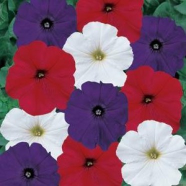 Petunia 'Old Glory Mix'