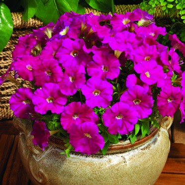 Petunia 'Picobella Carmine'