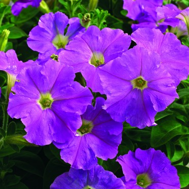 Petunia 'Picobella Lavender'