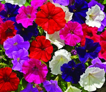 Petunia 'Picobella Mix'