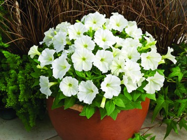 Petunia 'Picobella White'