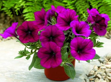 Petunia 'Ramblin Burgundy'