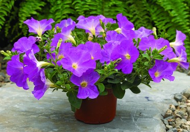 Petunia 'Ramblin Lavender'