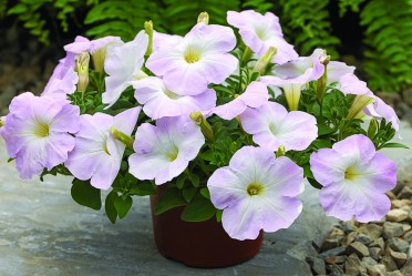 Petunia 'Ramblin Lilac'