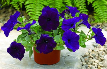 Petunia 'Ramblin Nu Blue'