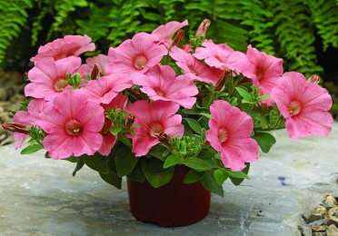 Petunia 'Ramblin Peach Glo'