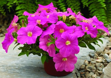 Petunia 'Ramblin Pink'