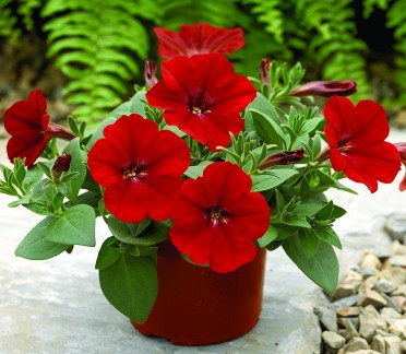 Petunia 'Ramblin Red'