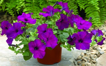 Petunia 'Ramblin Violet'