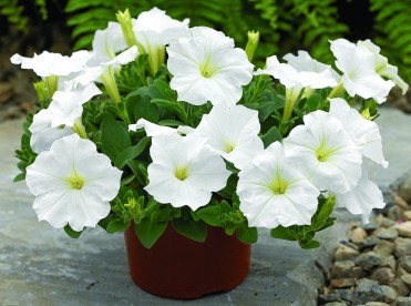 Petunia 'Ramblin White'