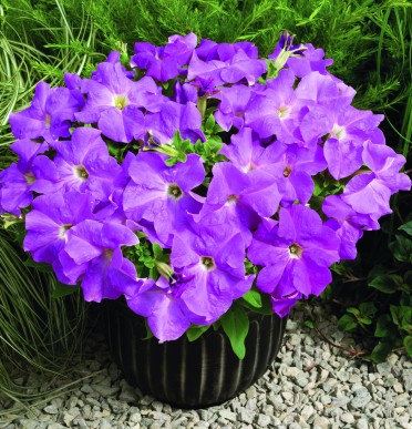 Petunia 'Storm Lavender'