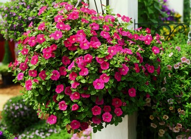 Petunia 'Surfinia Baby Compact Coral'