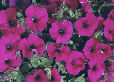 Petunia 'Surfinia Baby Purple'