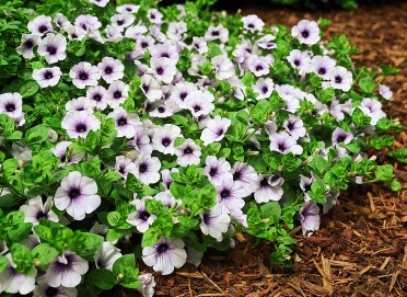 Petunia 'Surfinia Blue Veined'