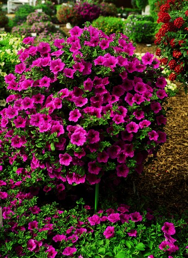 Petunia 'Surfinia Rose Veined'