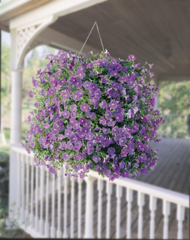 Petunia 'Surfinia Sky Blue'