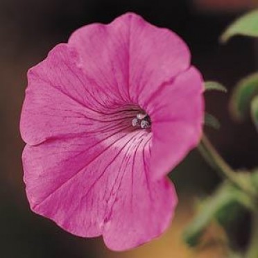 Petunia 'Tidal Wave Hot Pink'