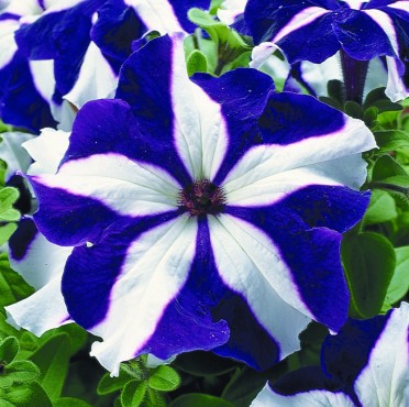 Petunia 'Ultra Blue Star'