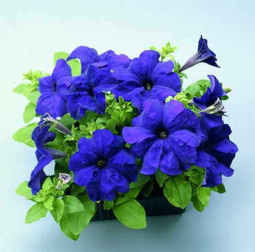 Petunia 'Ultra Blue'