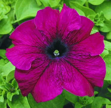 Petunia 'Ultra Burgundy'