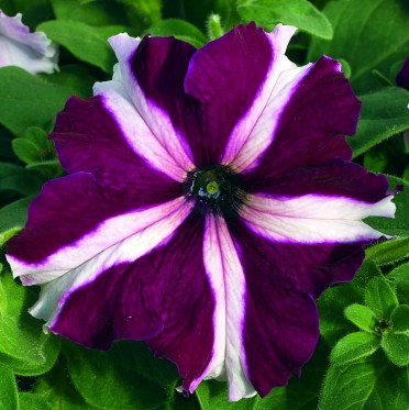 Petunia 'Ultra Crimson Star'