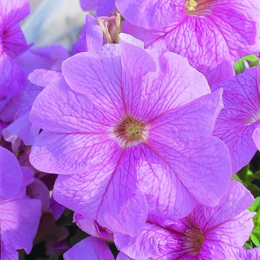 Petunia 'Ultra Light Pink Vein'