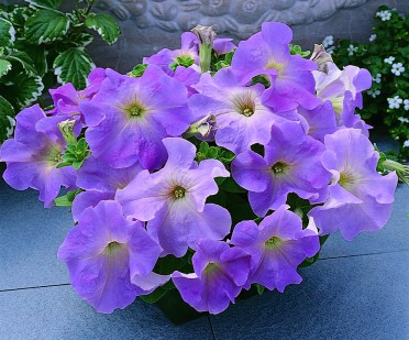 Petunia 'Ultra Lilac'