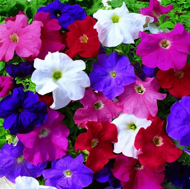 Petunia 'Ultra Limited Edition Mix'