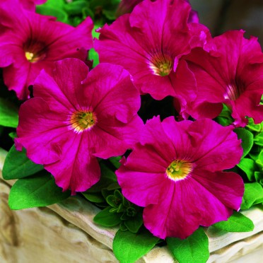 Petunia 'Ultra Rose'