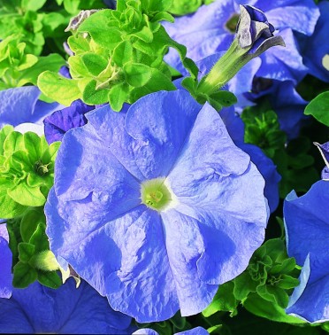 Petunia 'Ultra Sky Blue'