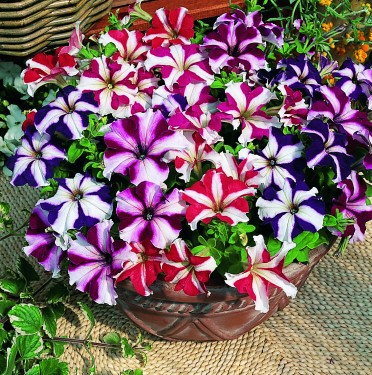 Petunia 'Ultra Star Mix'