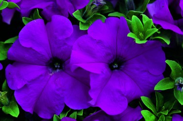 Petunia 'Ultra Violet'