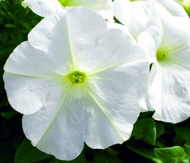 Petunia 'Ultra White'