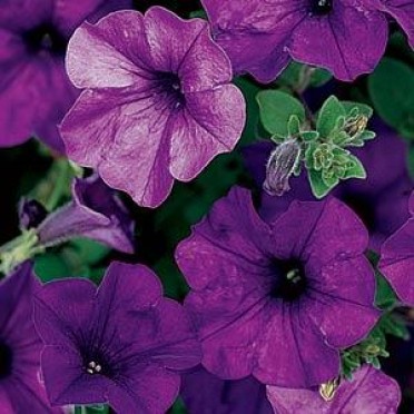 Petunia 'Wave Blue'