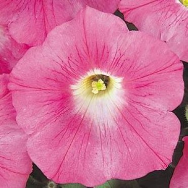 Petunia 'Wave Pink'