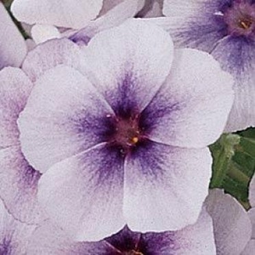 Phlox '21st Century Blue Star'