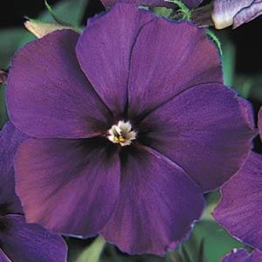 Phlox '21st Century Blue'