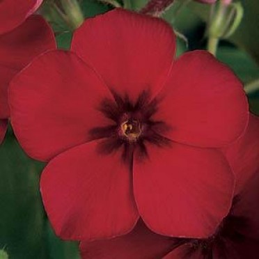 Phlox '21st Century Crimson'