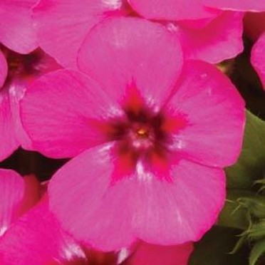 Phlox '21st Century Pink'