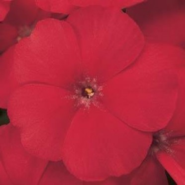 Phlox '21st Century Scarlet'