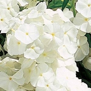 Phlox '21st Century White'